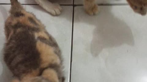 3 cats in a new home