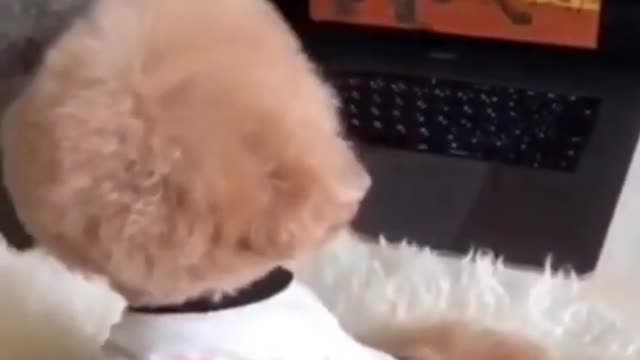 LiNdO Perrito viendo dibujos animadoos