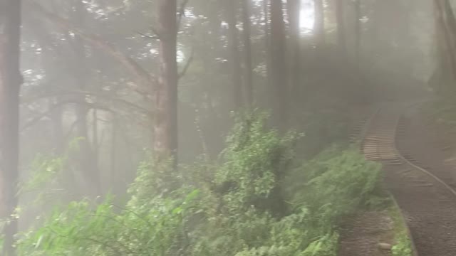 Fog in the forest from Taiwan Yilan