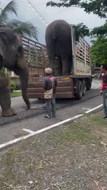 Taking the elephants 🐘 for a ride in thailand 🇹🇭