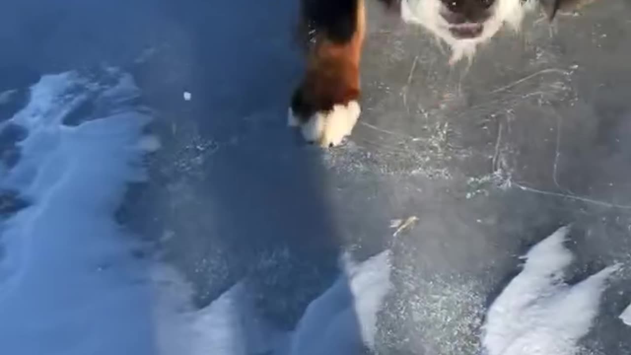 Berners on Ice