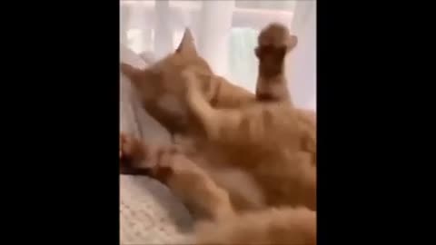 Cats funny videos