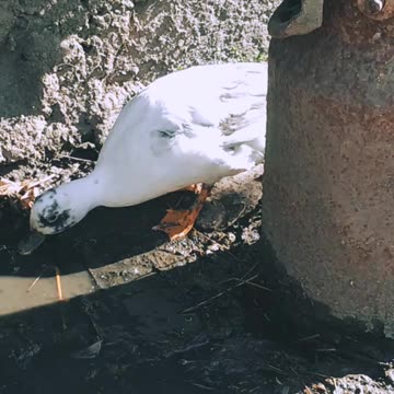 The cutest ducks - Migotka and Muminek
