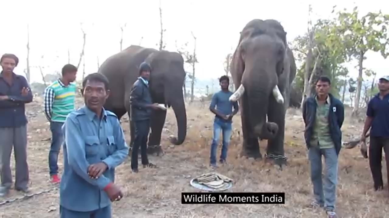 TRAINER OF THE WILD BEASTS _ Meet the man who trains the Wild Elephants !