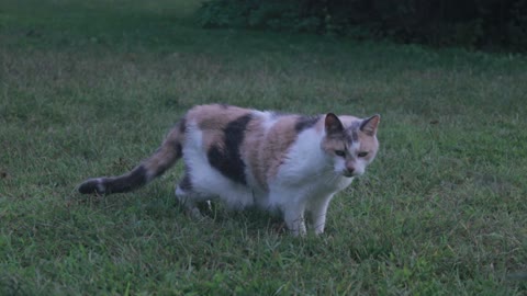 Cute Playful Cat