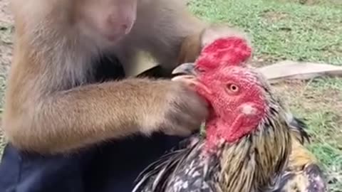 Cute friendship of animals