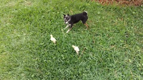 Dog playing with his best friends