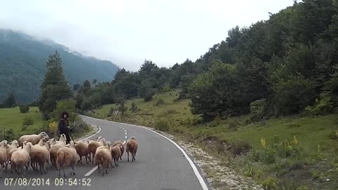 Killer sheep attacks shepherd Nothing for weak human.