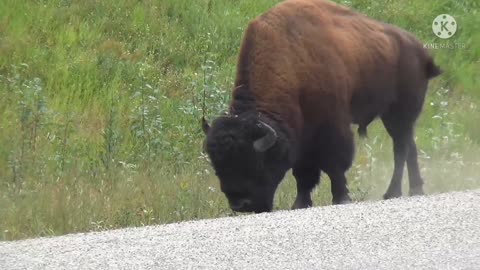 Wild ox is roaming in the forest.