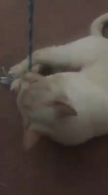 Gatita logra convertir una grave fractura de mandíbula en la sonrisa más tierna para siempre