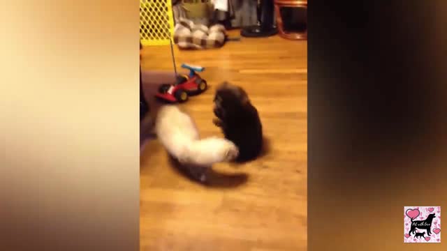 Cute Ferret vs cute puppy