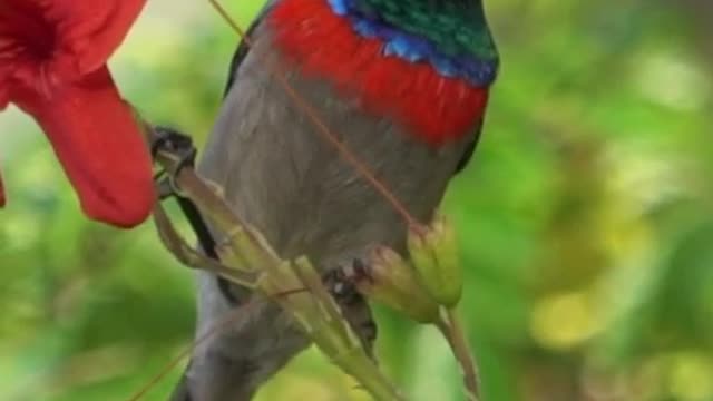 Southern Double-Collared Sunbird - Klein Karoo - South Africa