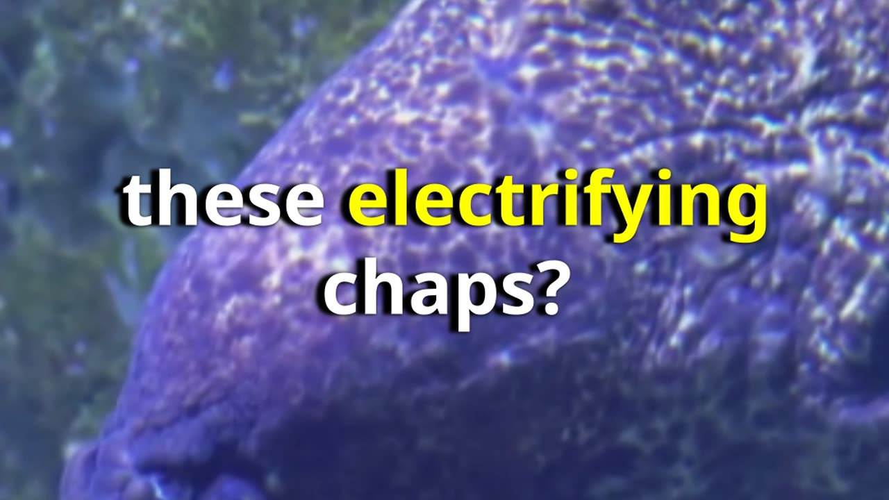 10 Electrifying Facts About Eel