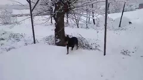 Cute Doge Jump 3