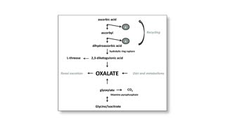 Does A Plant Based Diet Cause Oxalates