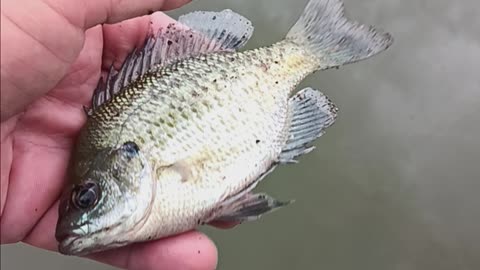 Bluegill kissena.