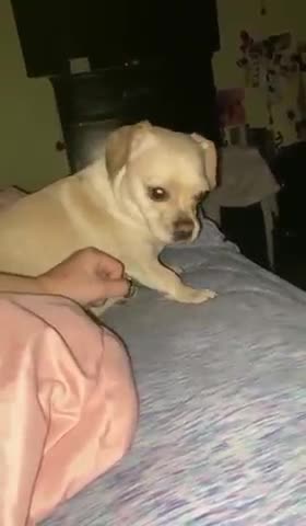 Dog Doesn't Like Owner Touching Him and Saying