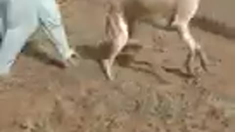 Dog kill human