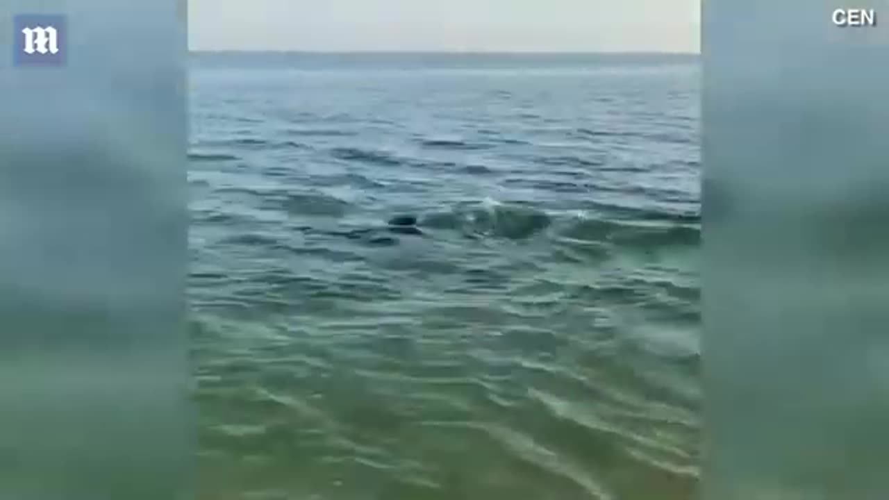 CURIOUS DOG AND DOLPHIN PLAY TOGETHER ON COAST OF CRIMEA !!!