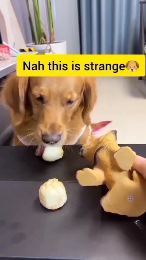 Clever Doggo