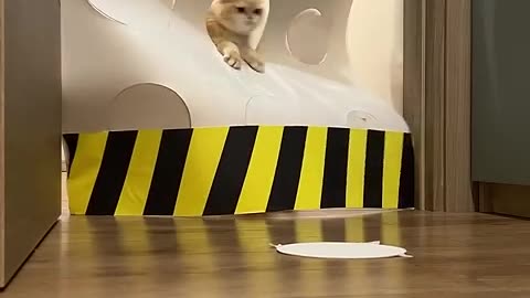 Cat vs hydraulic press #cat #cute #kitten #pets #meow #videos #shorts #dog