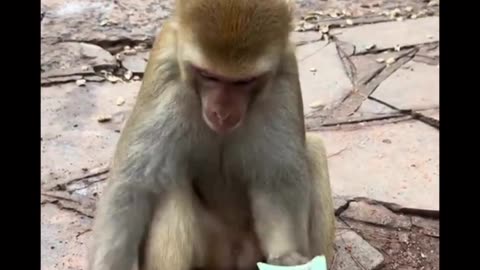 Monkey food fresh animals video