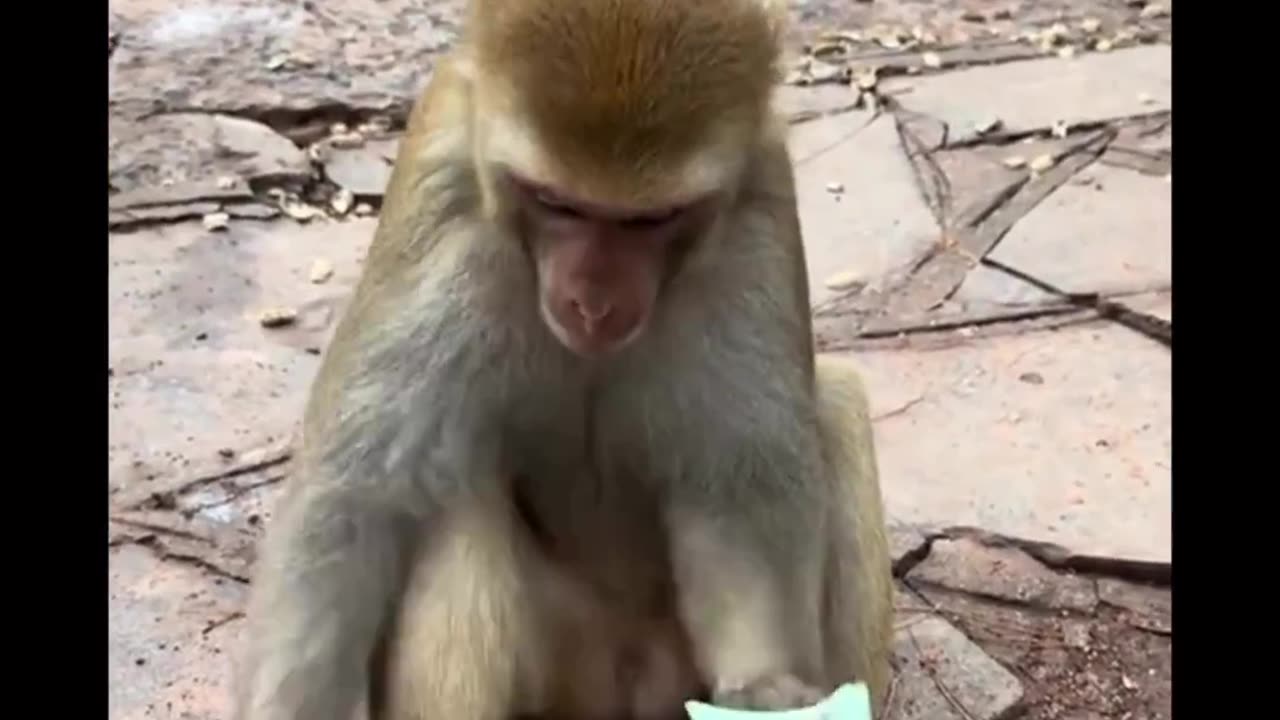 Monkey food fresh animals video