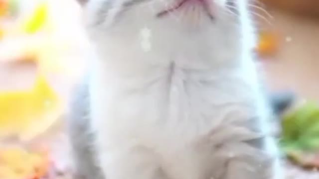 Cute kittens meowing