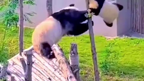 The life of Mother Panda