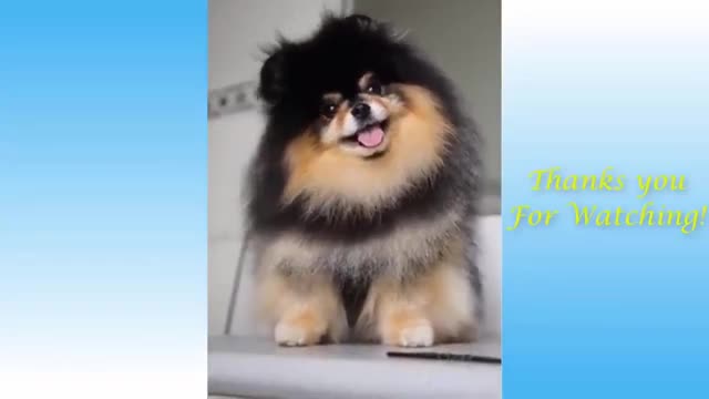 Funny Animals