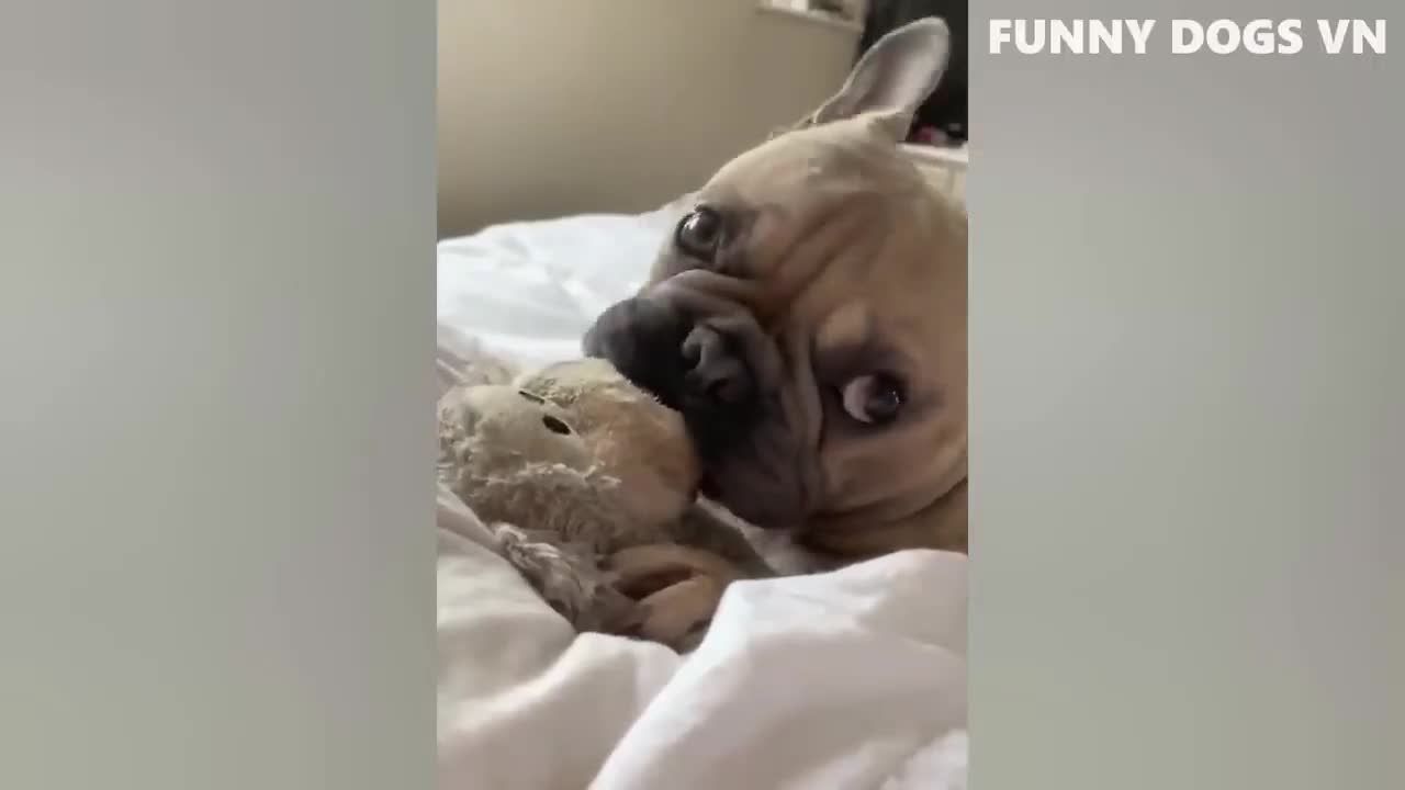 Funny Animals Video