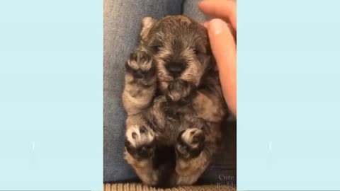 Funny 🐕