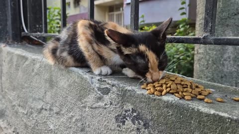 Super Cute Calico Kitten