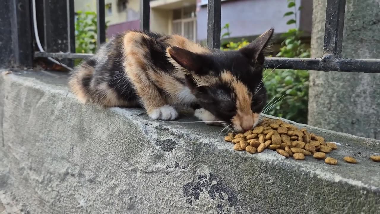 Super Cute Calico Kitten