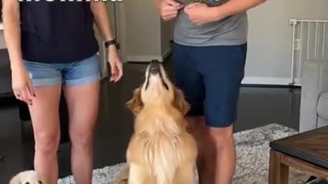 Dog favorite parent challenge! #goldenretriever #dog