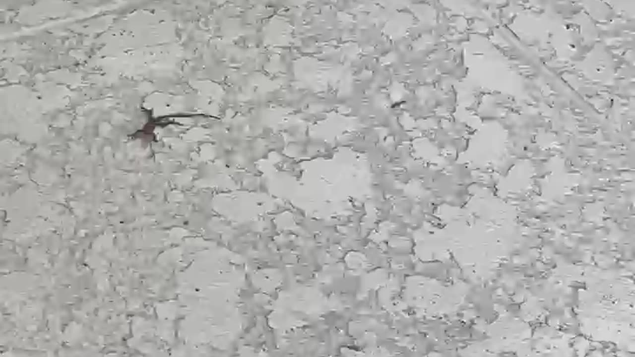 French Bulldog Catches A Lizard