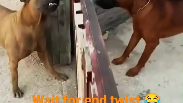 Best fight between dogs