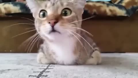 Hilarious Animals of 2022