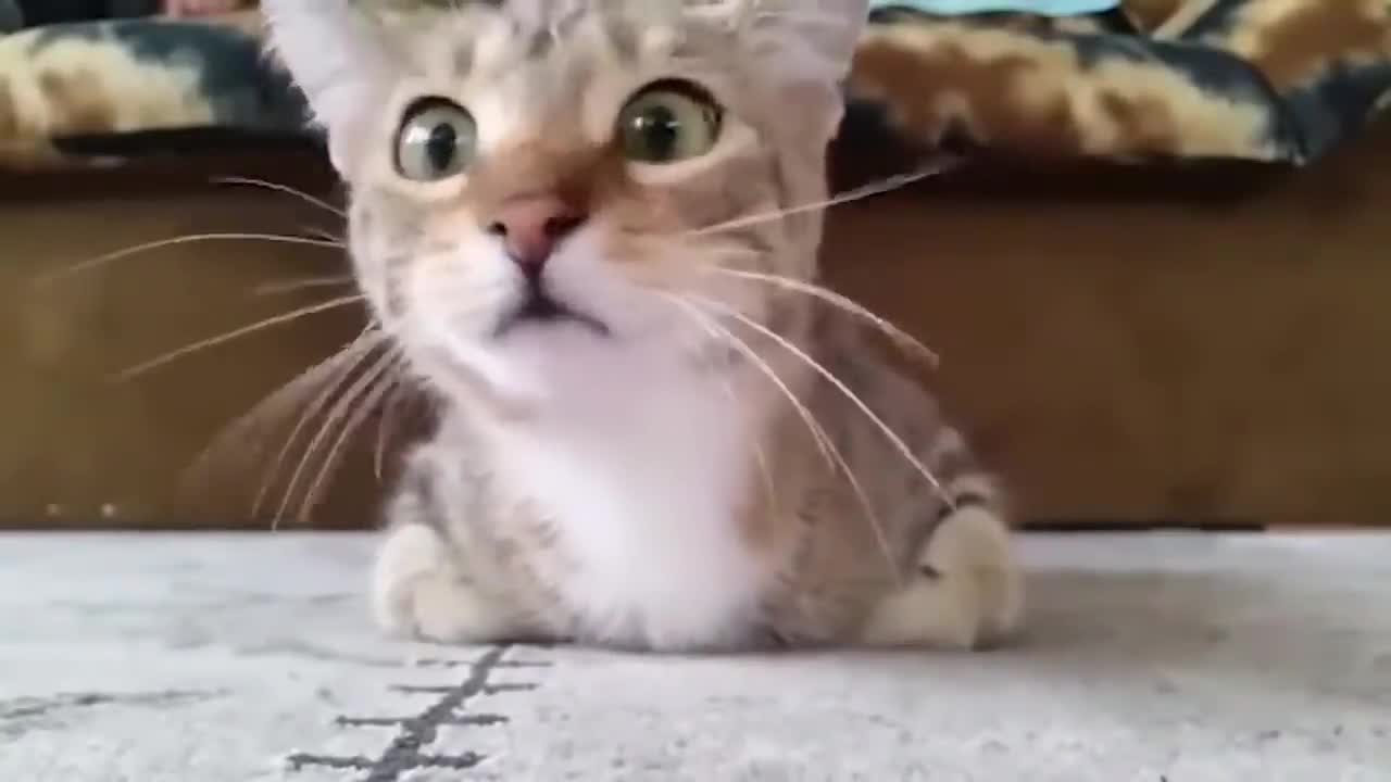 Hilarious Animals of 2022