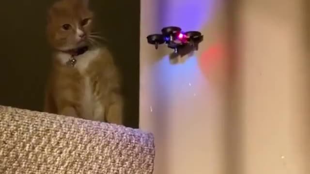 Cat drops drone Funny videos