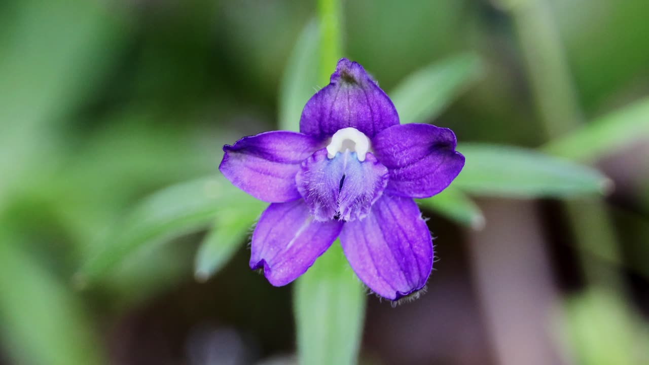 Menzies' Larkspur-Close Up