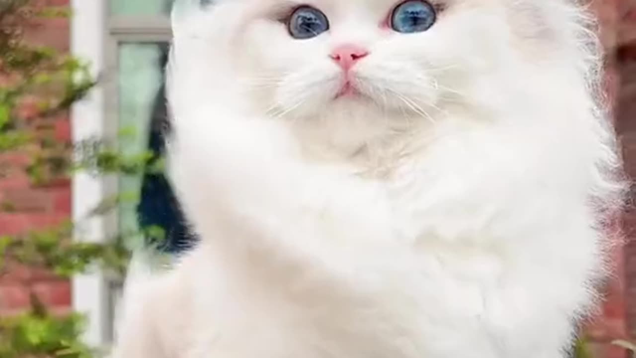 Beautiful white cat