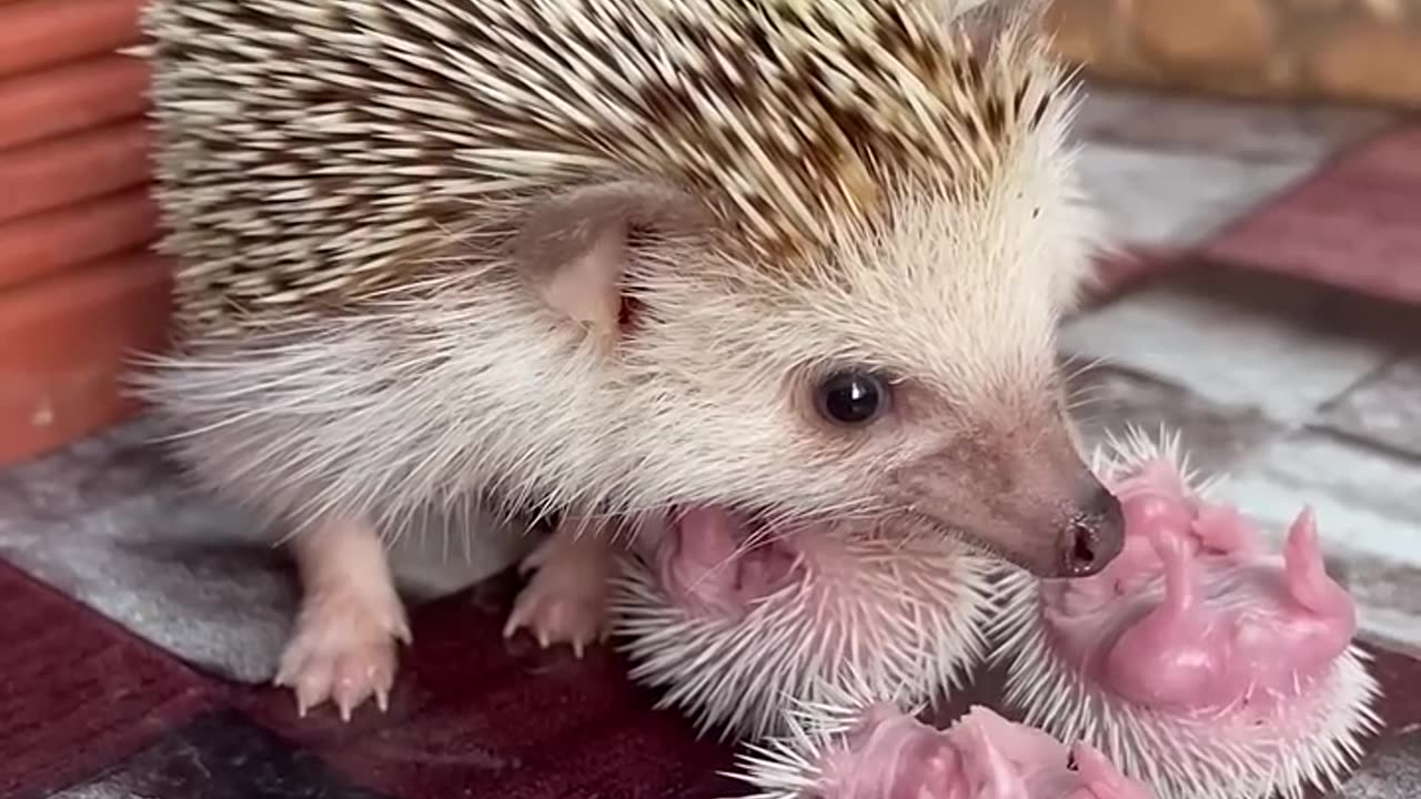 Mommy and babe _hedgehoglover _mommybaby _animals _hedgehog _cute