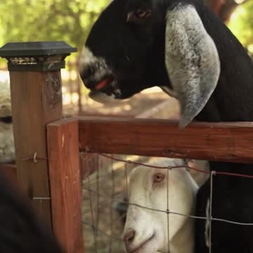 Most Funny and Cute Baby Goat Videos Compilation