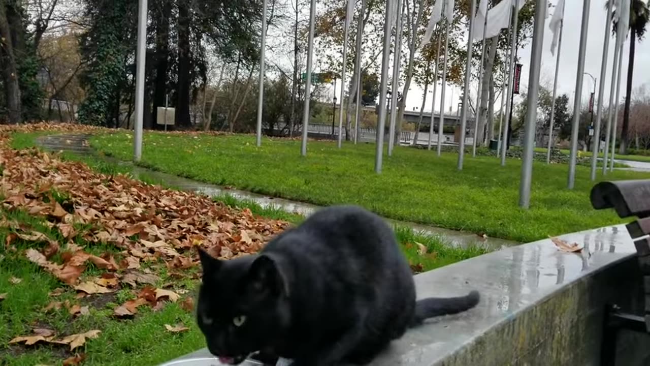 20240119 155138 Tux Eating by Memorial