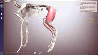 Equine Stay Apparatus (hindlimb) - 3D Veterinary Anatomy & Learning IVALA