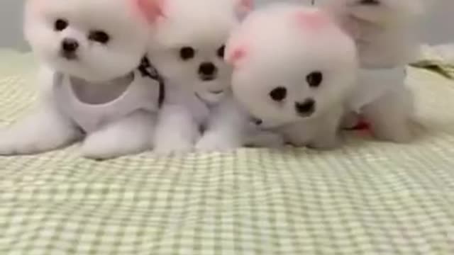 Funny cute little dogs