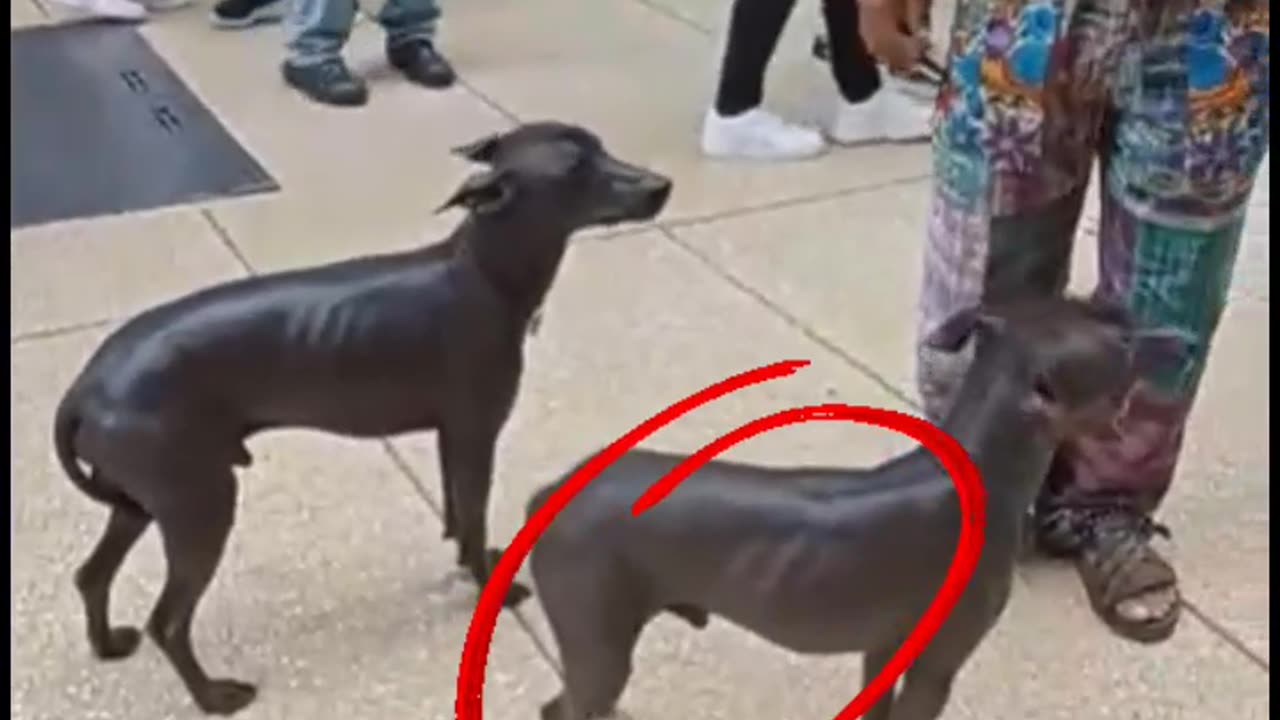 UNKNOWN DOG BREED SPOTTED!!! NEVER SEEN BEFORE!!! WATCH NOW!!!