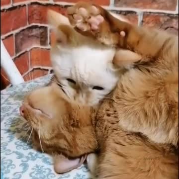 Such an affectionate and kind cat 😁