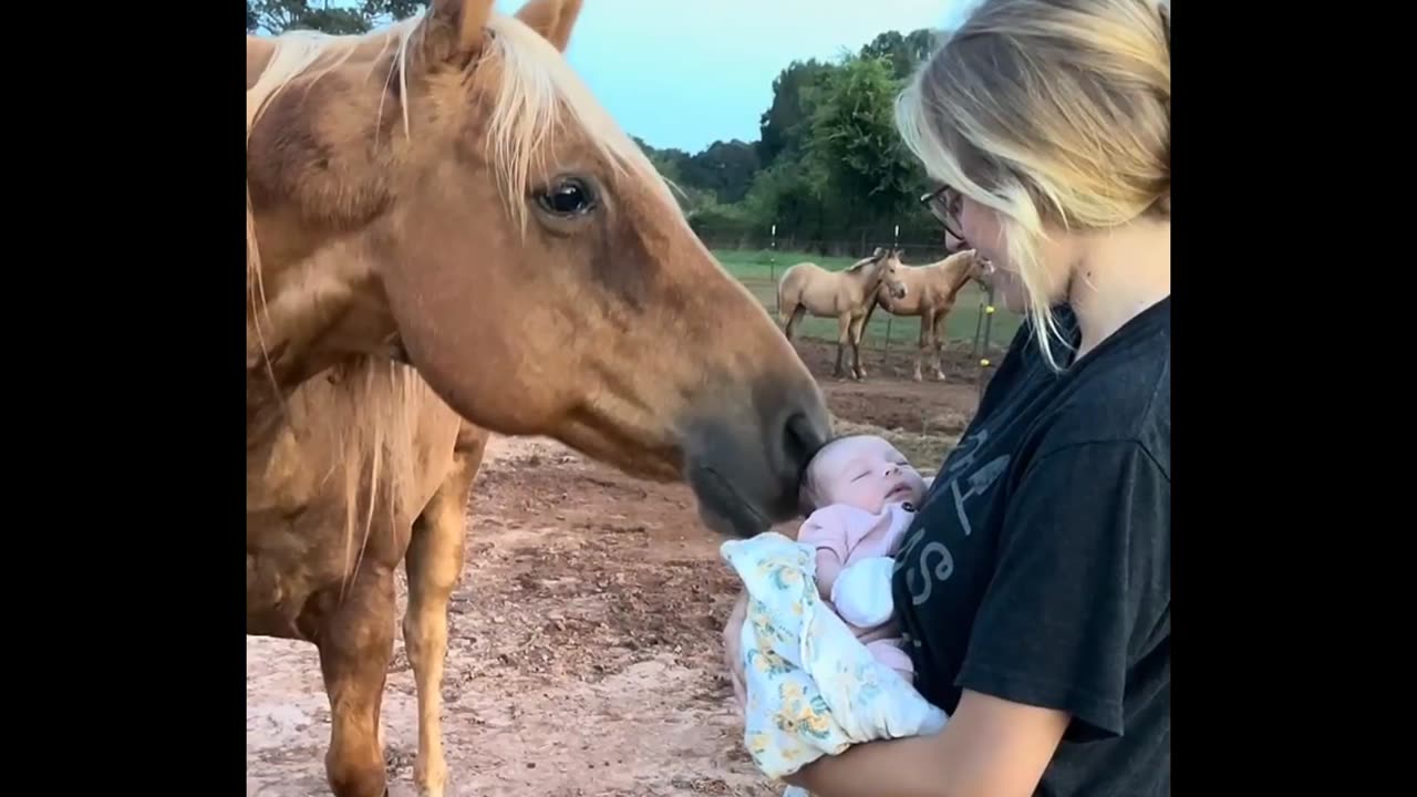 Gentle Horse Meets New Baby for the First Time